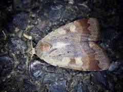 Sineugraphe oceanica