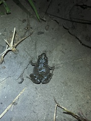 Crinia parinsignifera