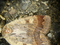 Sineugraphe oceanica