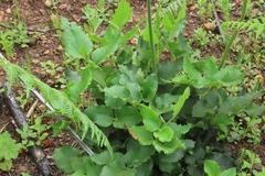 Knowltonia anemonoides