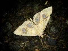 Nosophora semitritalis