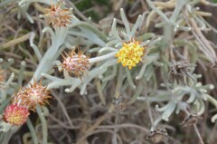 Syncarpha gnaphaloides