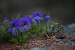 Viola altaica