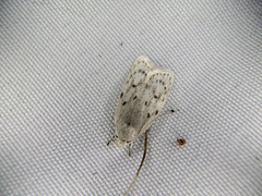 Scythropiodes leucostola