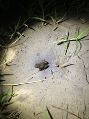 Crinia parinsignifera