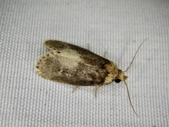 Naryciodes posticalis
