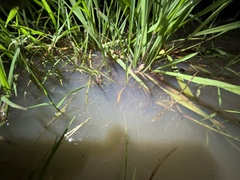 Crinia parinsignifera