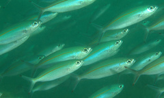 Pterocaesio tessellata