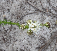 Pseudoselago gracilis