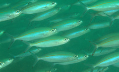 Pterocaesio tessellata