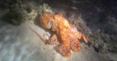 Callistoctopus
