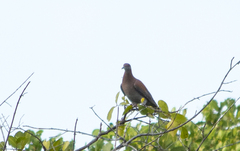 Patagioenas cayennensis