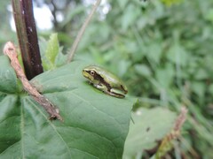 Hyla orientalis