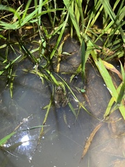 Crinia parinsignifera