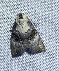 Acatapaustus leucospila