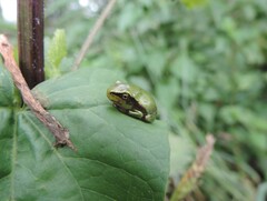 Hyla orientalis