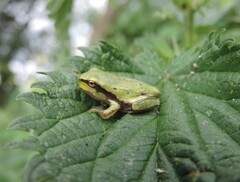 Hyla orientalis