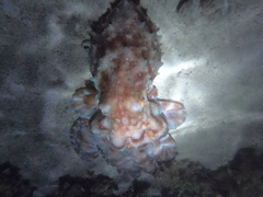 Callistoctopus