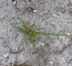 Pseudoselago gracilis