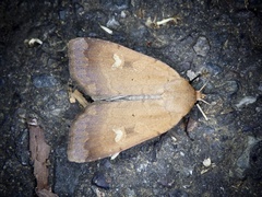 Sineugraphe oceanica