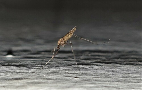 African malaria mosquito