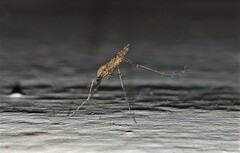Anopheles gambiae