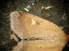 Sineugraphe oceanica