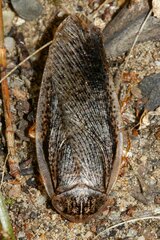 Blattoidae