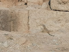 Laudakia vulgaris