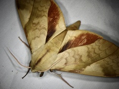 Clanis bilineata tsingtauica