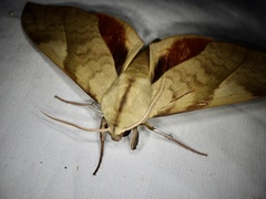 Clanis bilineata tsingtauica