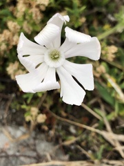 Silene undulata