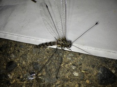 Protidricerus japonicus