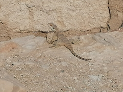 Laudakia vulgaris