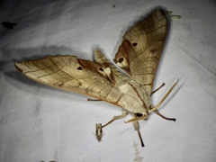 Marumba sperchius sperchius