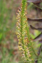 Microdon dubius