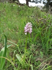 Orchis simia