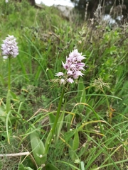 Orchis simia