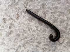 Archispirostreptus syriacus