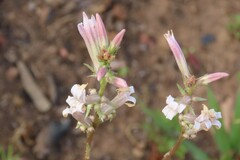 Cyphia phyteuma phyteuma