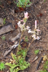 Cyphia phyteuma phyteuma