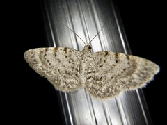 Myrioblephara nanaria