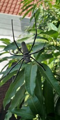 Nephila vitiana