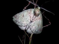 Dindica virescens