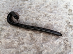 Archispirostreptus syriacus