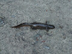 Triturus cristatus