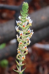 Hebenstretia integrifolia
