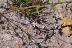 Brachyscome pusilla