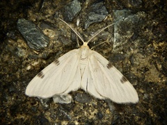 Achrosis paupera