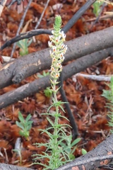 Hebenstretia integrifolia